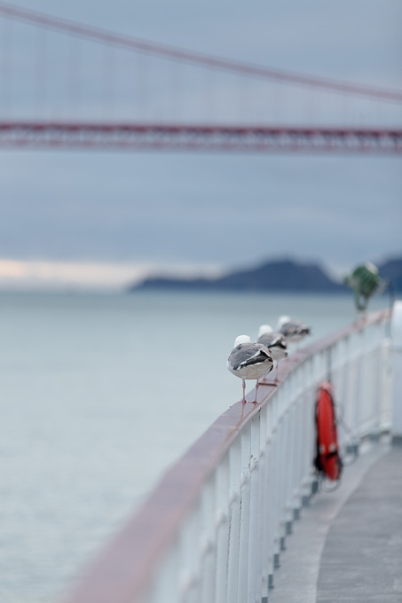 Row of cute pigeon butts lined up on the railing of the California Hornblower cruise ship near the Golden Gate Bridge