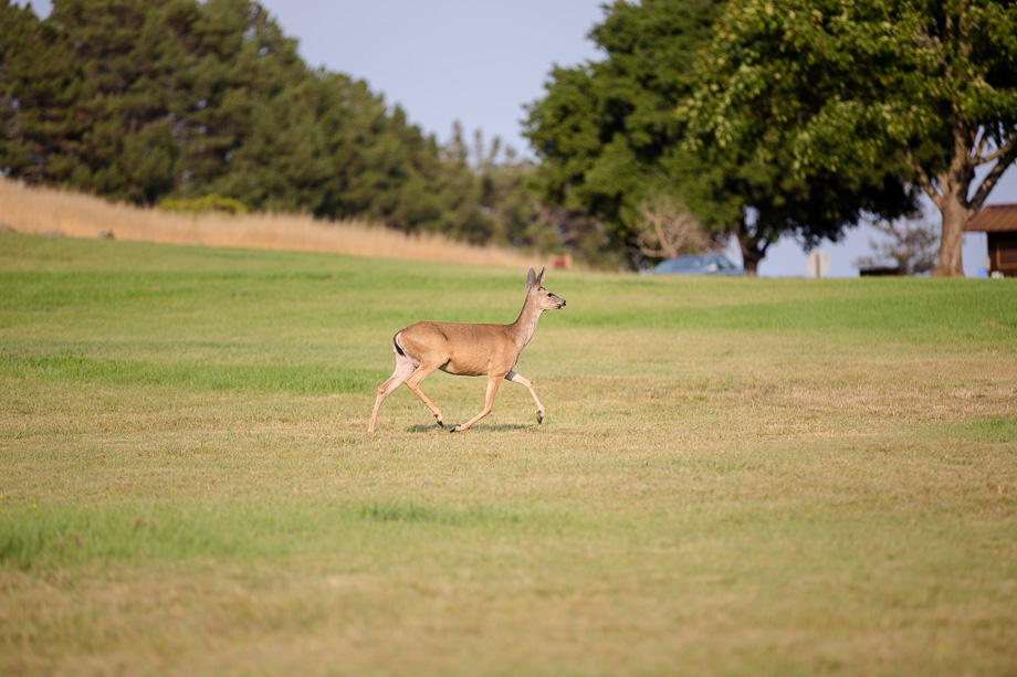 A lone deer strolling across the lawn