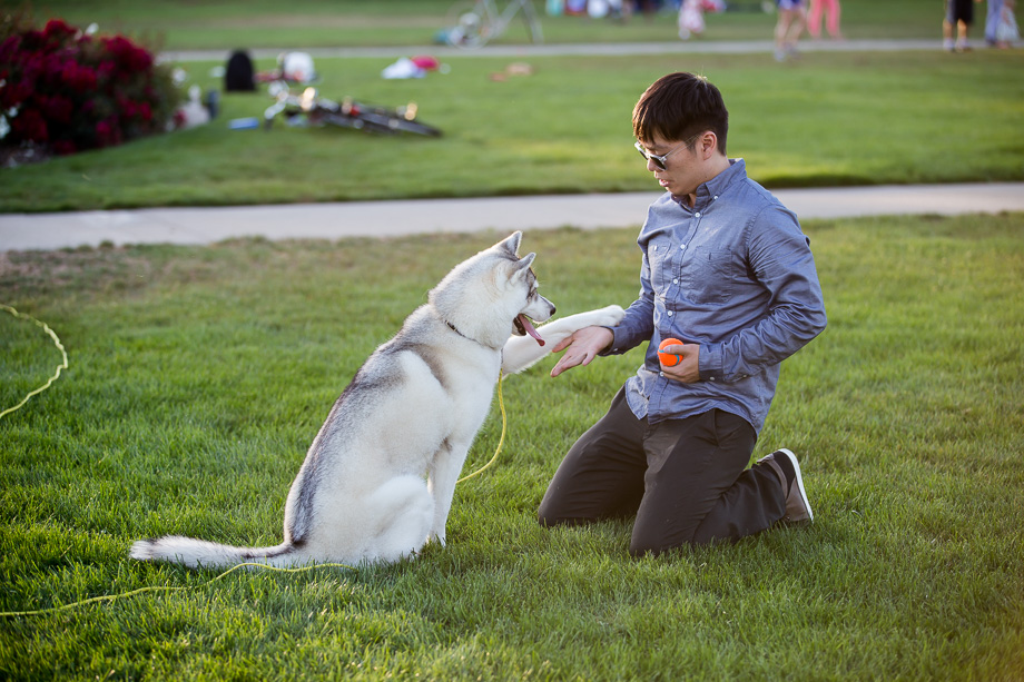 adorable husky shakes paw with her owner