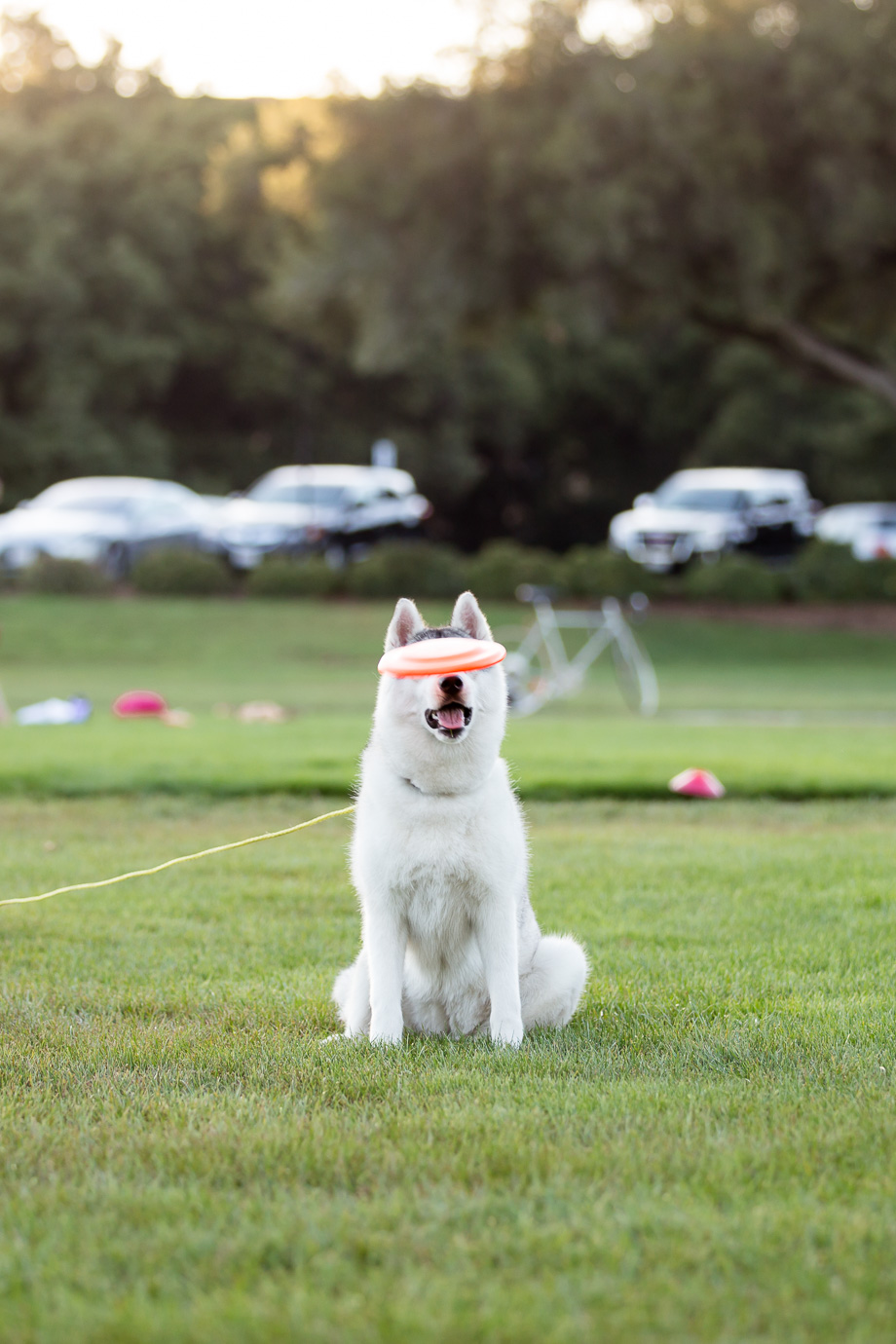 Hilarious moment - husky missed the frisbee!