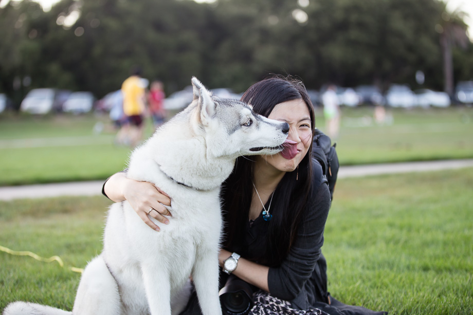 Cute husky kissing the photographer