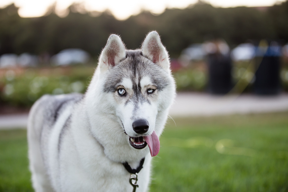 Typical silly face for a Siberian Husky