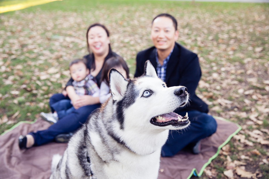 Family photo with a cute husky
