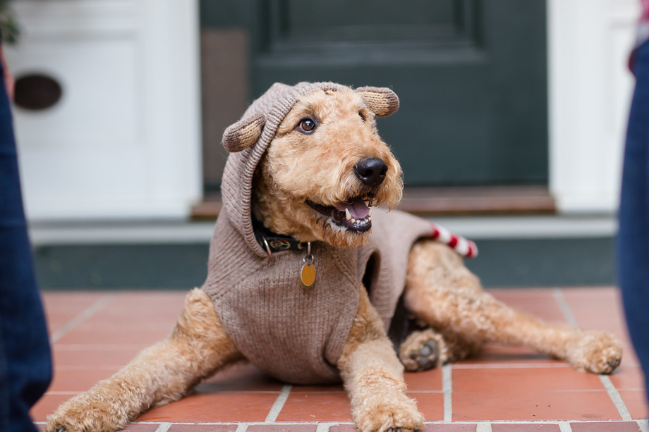 dog with sweater lying down on red brick floor at Gamble Gardens