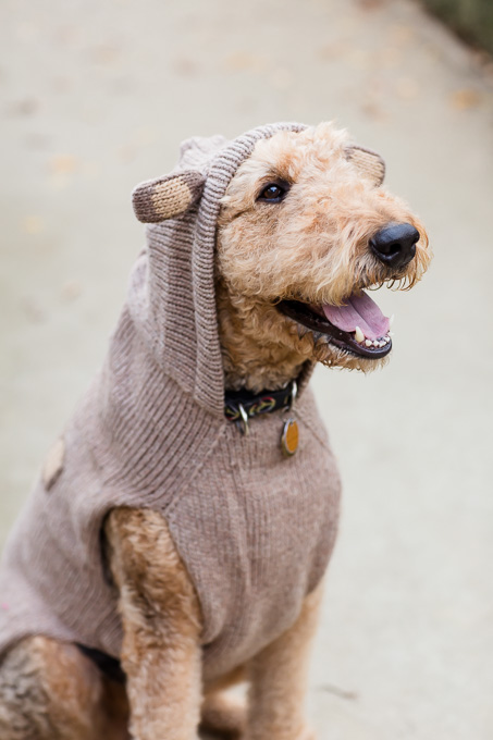 front view of cute dog sweater with ears