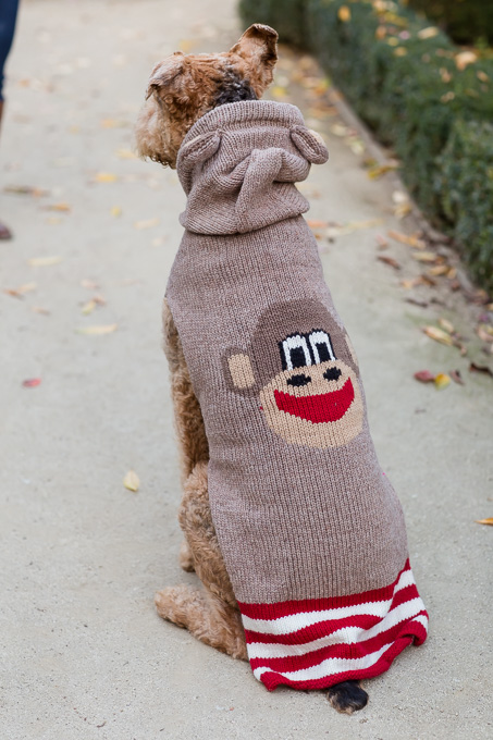 back view of Julius the big mouth monkey hoodie sweater on dog