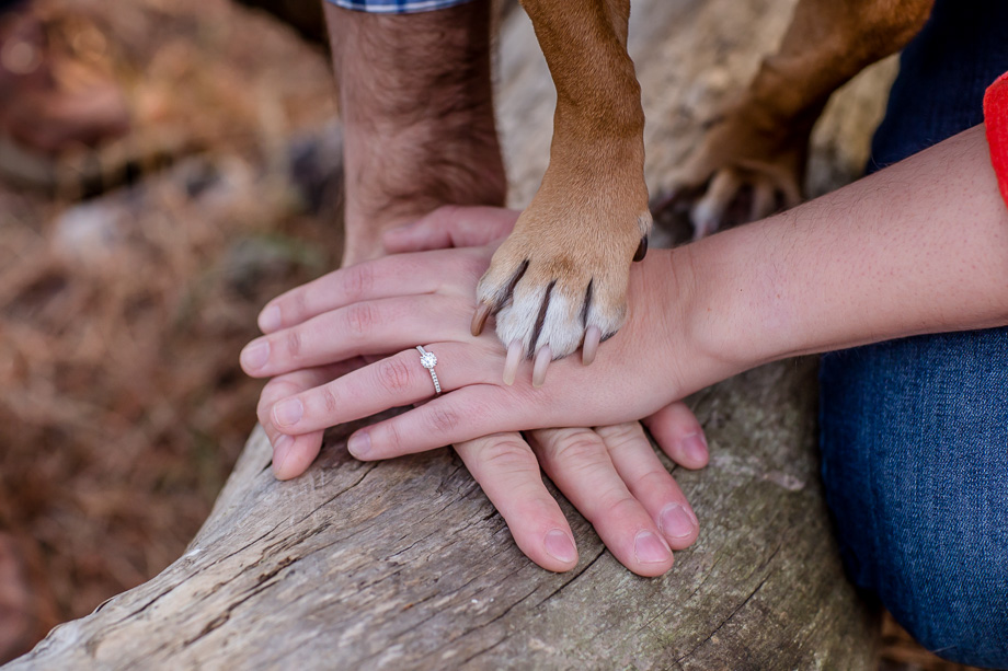cute engagement photo - hands and tiny paw
