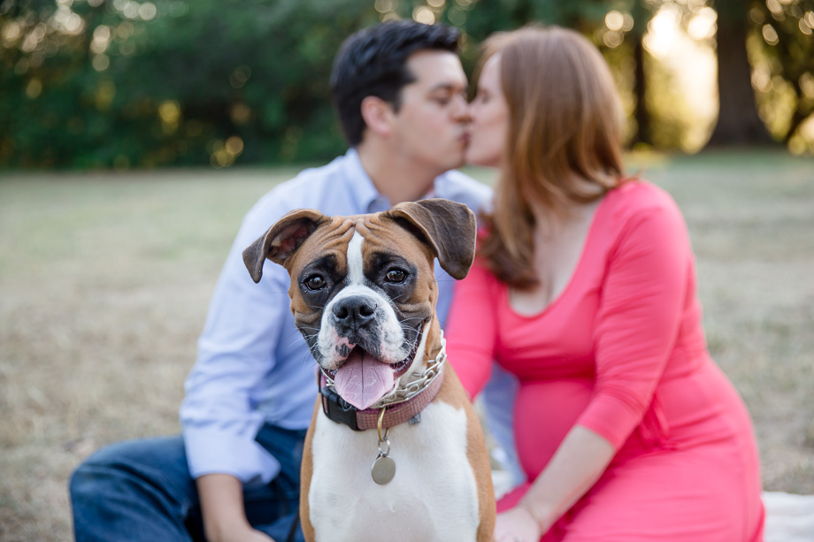 maternity photo with a boxer puppy