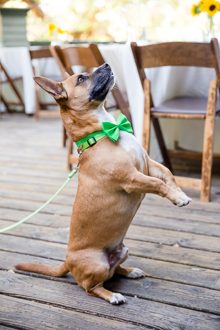 puppy ring bearer with a green bowtie