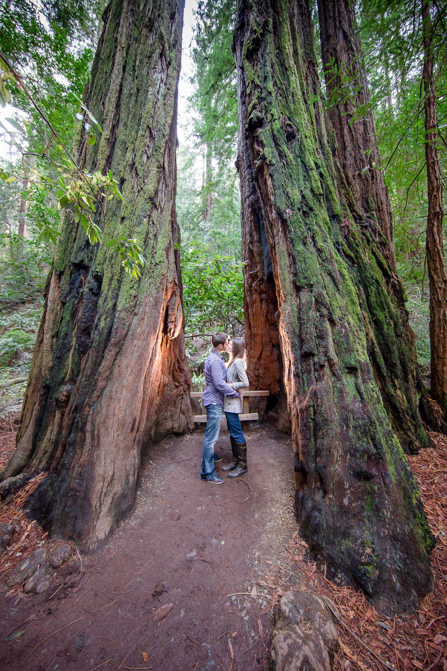 gorgeous muir woods engagement photo with the old giant redwood