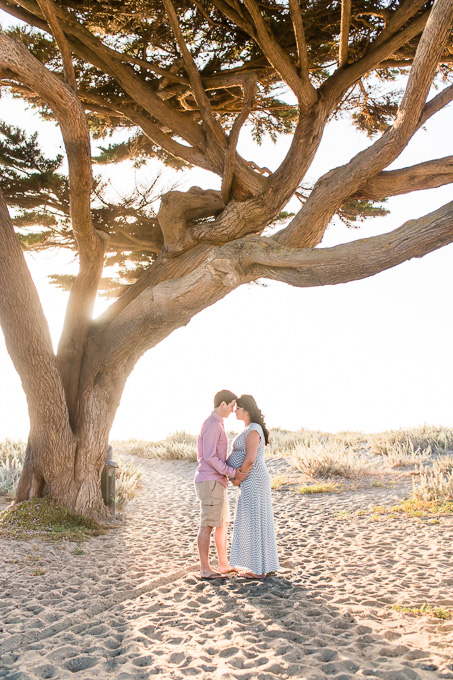 romantic family and maternity photo under a huge cypress tree on the Pacifica State beach