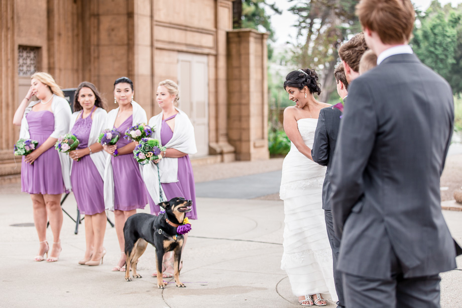 puppy aka ring bearer begging for attention during the wedding ceremony at the gorgeous Palace of Fine Arts