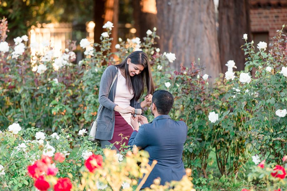 surprise marriage proposal at San Jose Municipal Rose Garden