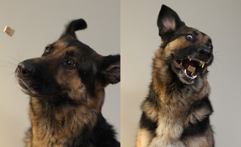 Pet portraits - Silly German Shepherd Dog catching a treat in the air, yum!