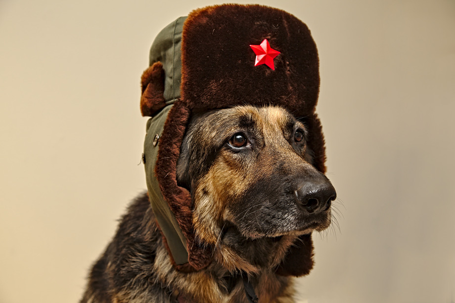 Our loyal comrade the Communist German Shepherd Dog wearing a Soviet hat looking sharp