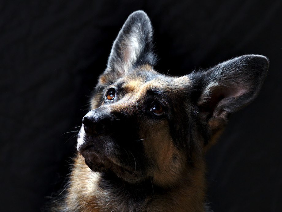 A cute, confused, and beautiful German Shepherd with Rembrandt lighting on the side of her face