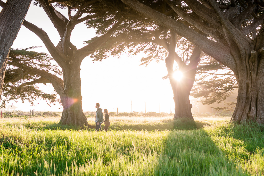 point reyes cypress tree tunnel surprise engagement