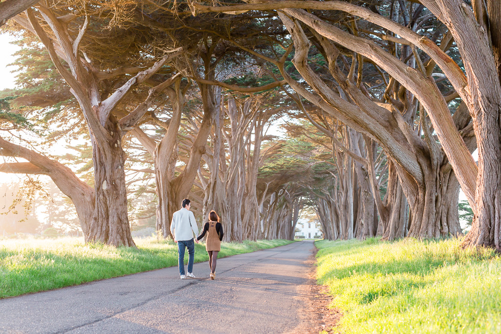 couple walking to their cypress tree tunnel proposal spot
