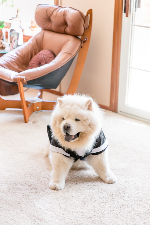 bride and groom's beloved chow chow ring bearer