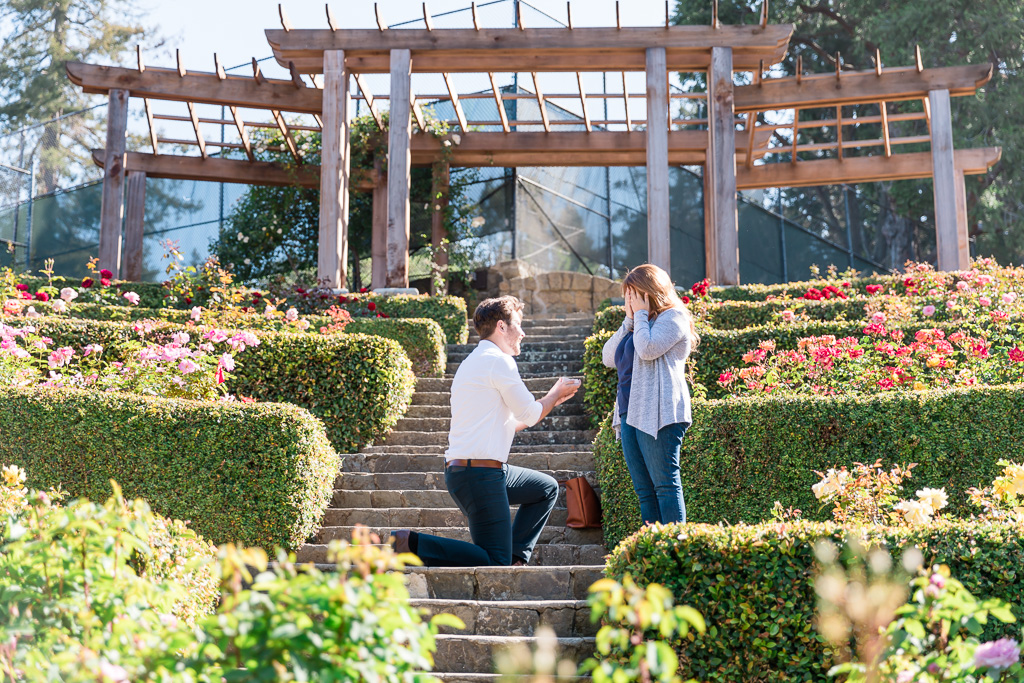 surprise proposal at the Berkeley Rose Garden