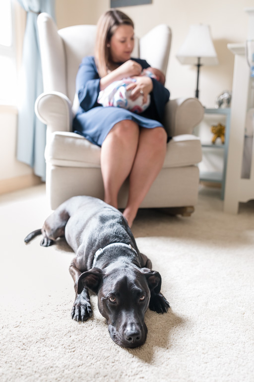 puppy guarding the newborn baby during photo shoot