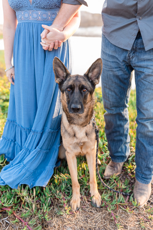 German Shepherd puppy in Bay Area engagement photo