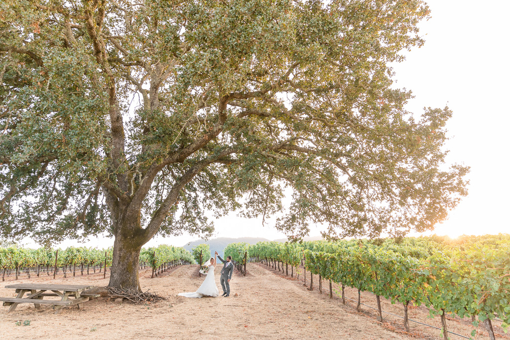 B.R. Cohn winery wedding photo under the giant oak tree