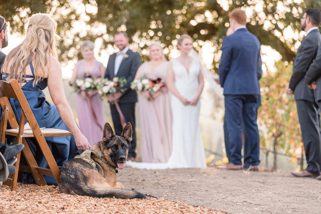 German Shepherd puppy played an important role at the wedding
