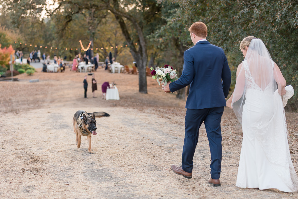 puppy running towards the bride and groom