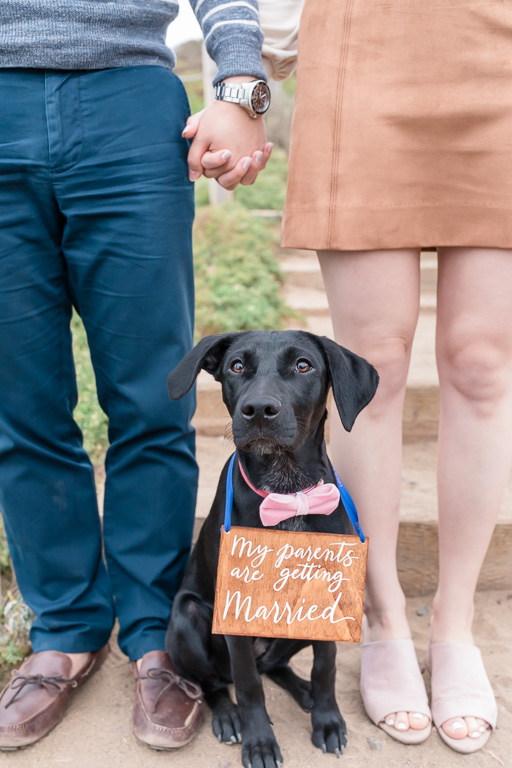 save the date photo with cute puppy wearing a sign and bowtie