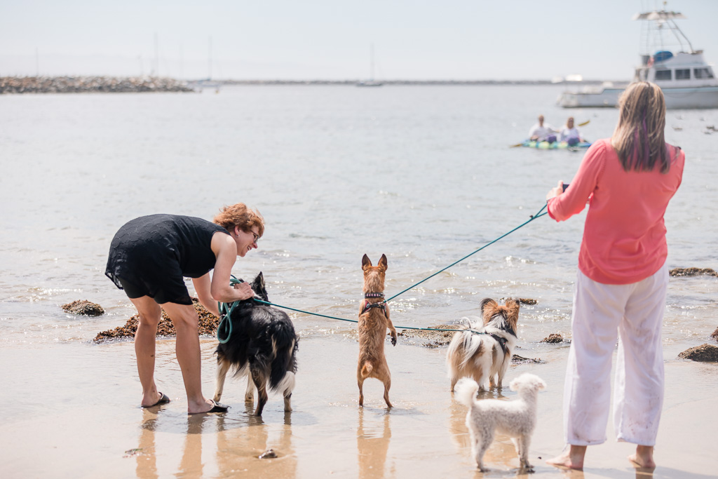 bride and groom’s dogs eagerly watching mom and dad arrive