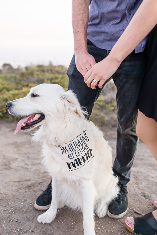 dog with my humans are getting married bib
