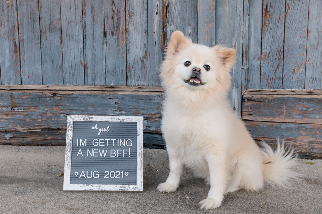 cute baby announcement dog sign - I'm getting a new BFF