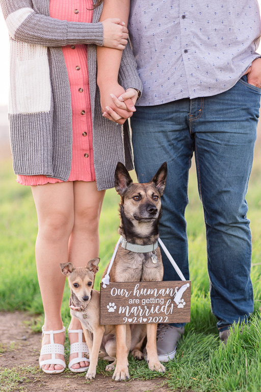 engagement shoot with dogs wearing wooden save the date sign