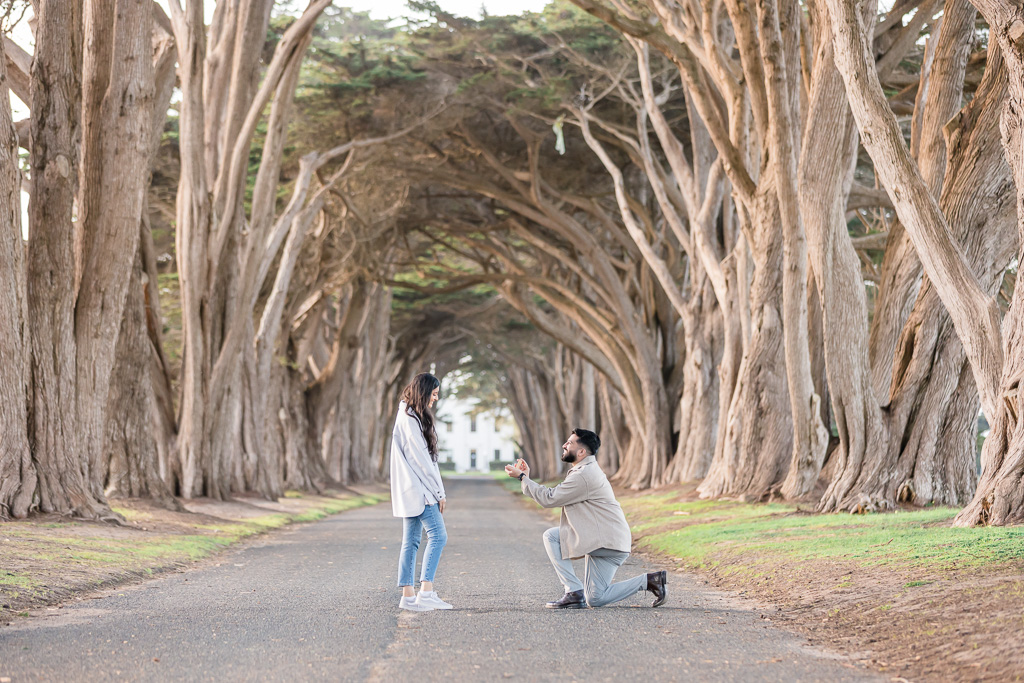 Point Reyes tree tunnel surprise proposal