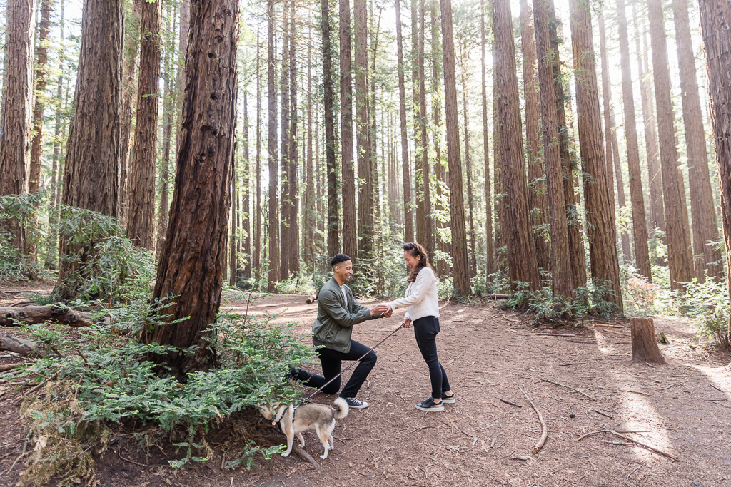 marriage proposal in the redwoods at Joaquin Miller Park