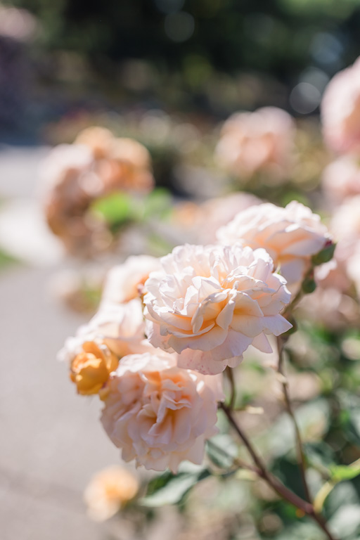 blush rose garden
