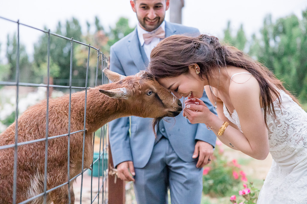 bride nuzzling a lucky goat at Garden Valley Ranch