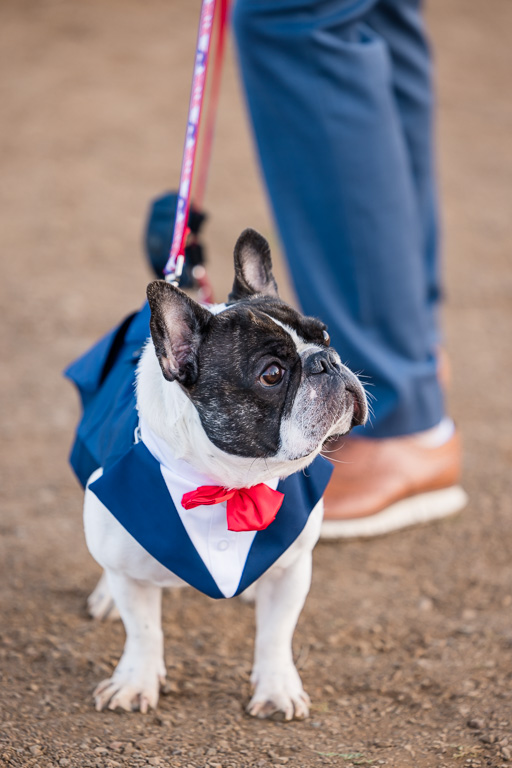 French Bulldog wearing tux with bow tie