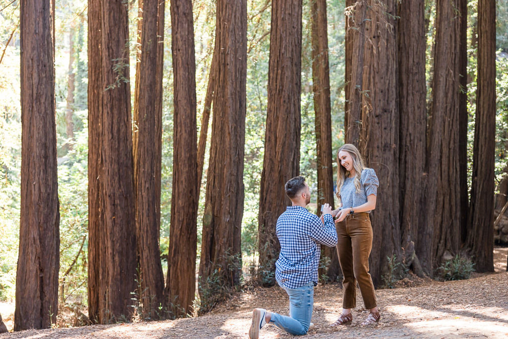 redwood trees surprise engagement proposal in Marin County