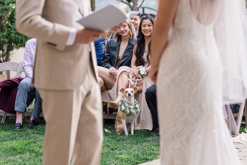baby pup watching parents get married