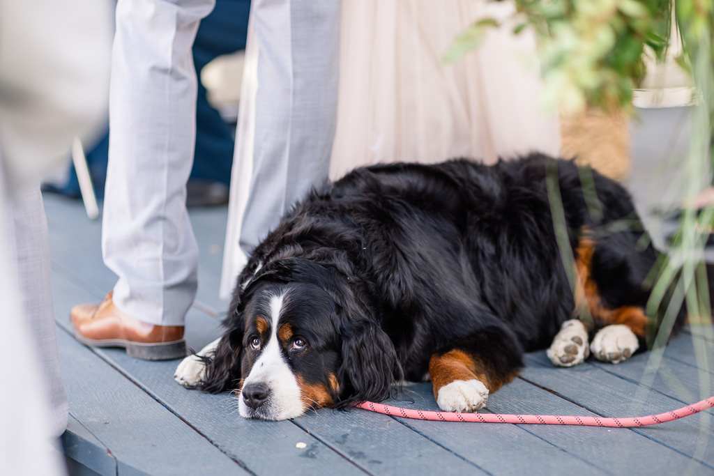 lazy dog at wedding ceremony laying down by the bride and groom's feet