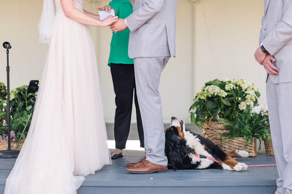 sleepy dog looking up at groom during wedding ceremony