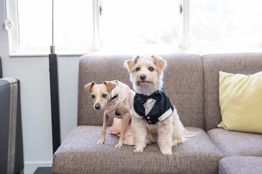 bride and groom's cute pups sitting on a sofa