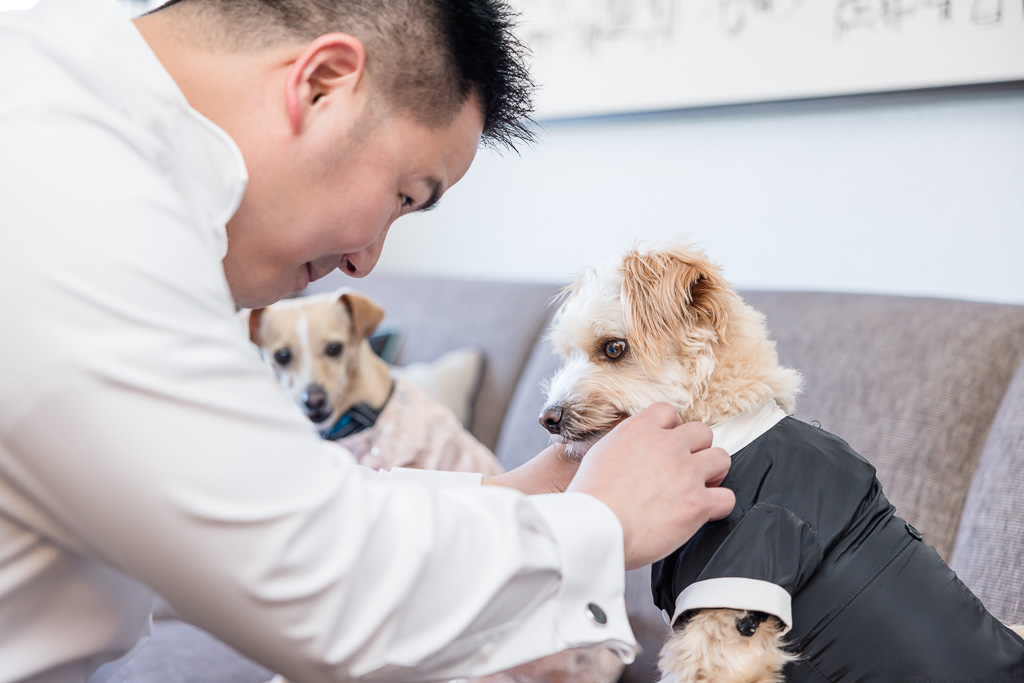 groom getting the dogs dressed for the wedding
