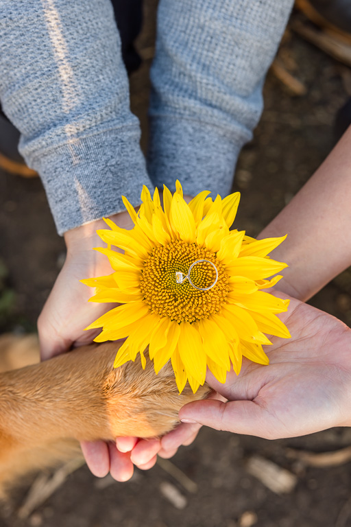 cute save the date photo with sunflower, ring and puppy paw
