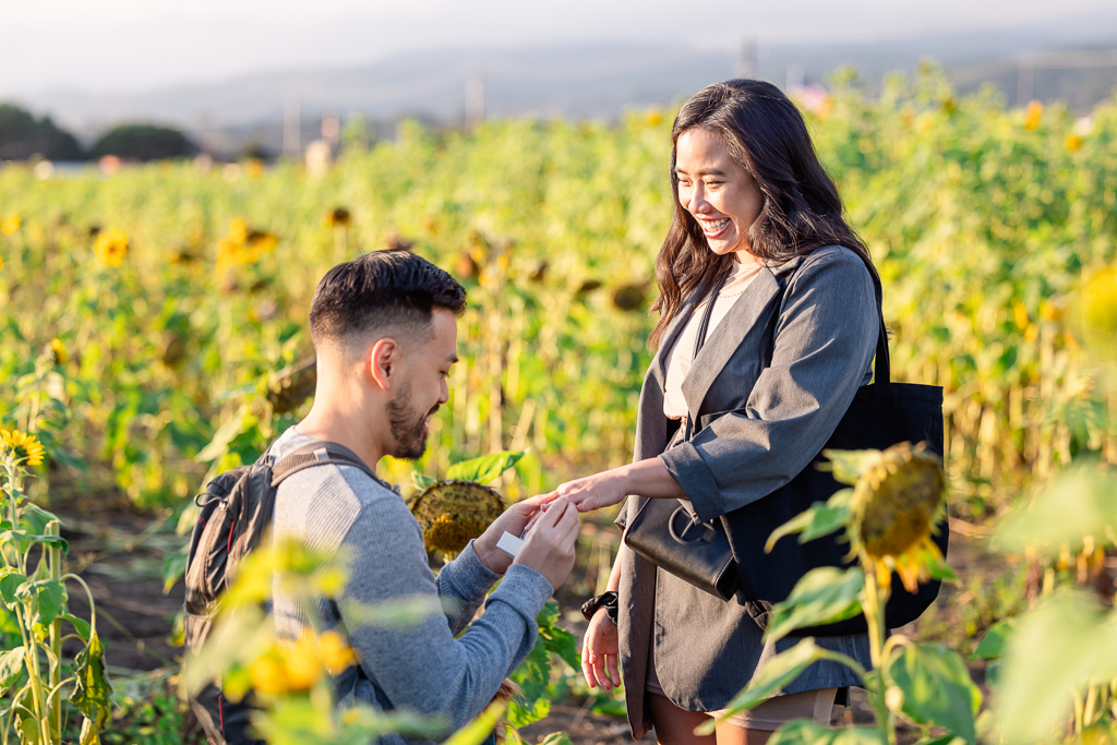 andreotti farms sunflowers surprise proposal
