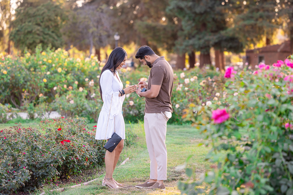 putting on engagement ring in a rose garden