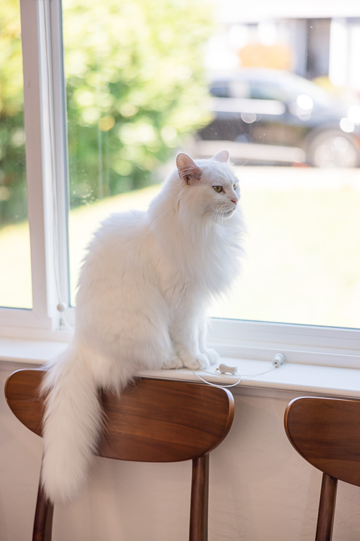 white cat perched on windowsill