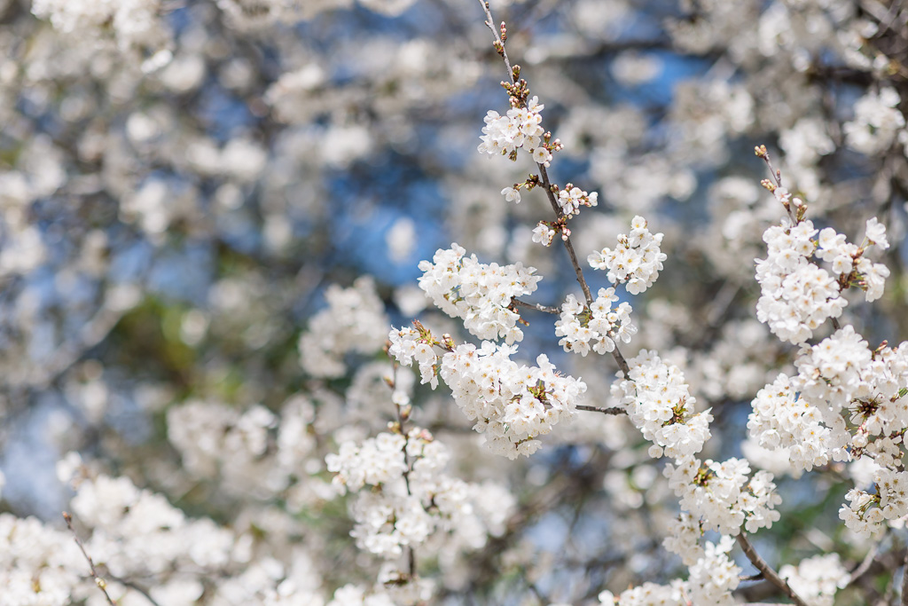 pretty white flowers on a tree